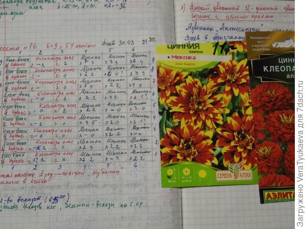 Цинния хаагена Мексика и записи о ней