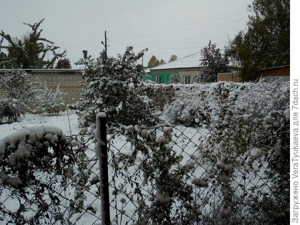 Белые деревья, белые дома...