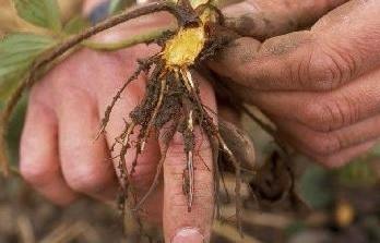 Фотография с сайта http://4responsible.ru