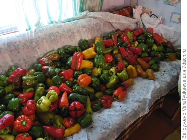 Урожай перцев, выращенных в грунте.