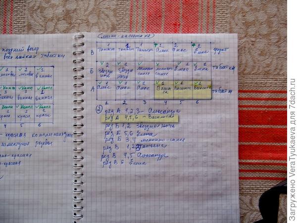 Выделены желтым цветом ячейки для посева семян Василисы Премудрой, которые расположены в старом поддоне во второй кассете.