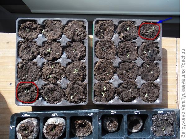 Всходы, первый способ.