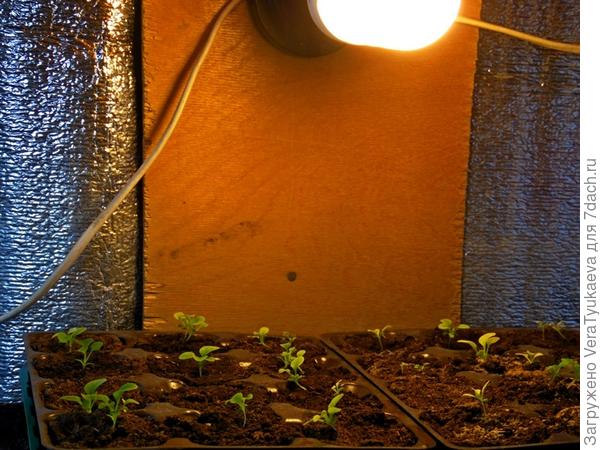 Тестовые петунии в мини-кассетах-парничках.