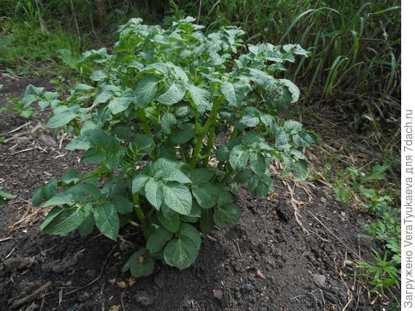 Рамос, 27 июня, клубни перед посадкой обработаны Командор+.
