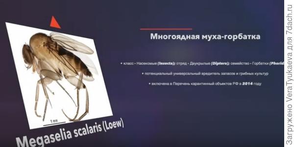 Муха-горбатка, карантинный объект с 2014 года.