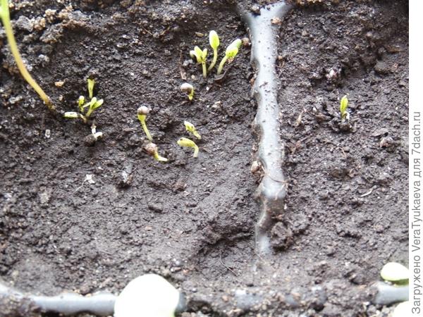 Толстенький стебелек - первый росток, один из трех, которые взошли 26 февраля, а мелкота - ростки клеомы, показавшиеся из земли 24 марта.