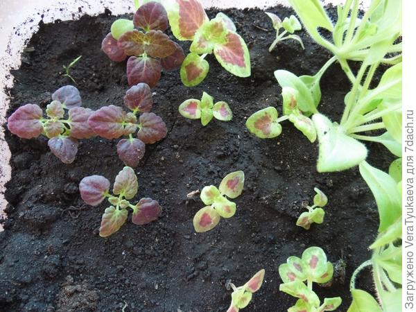 Дракон и Визард взошли.