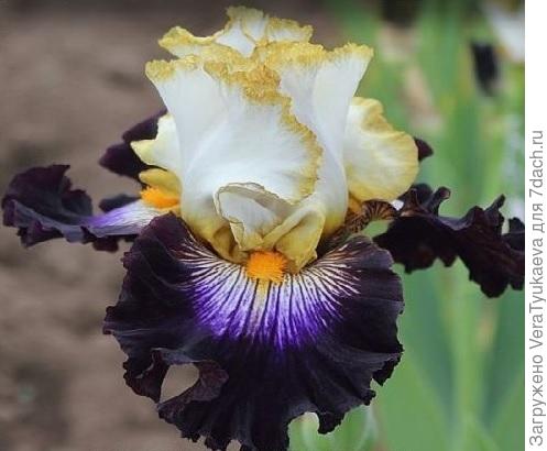 Ирис ALL THE RAGE