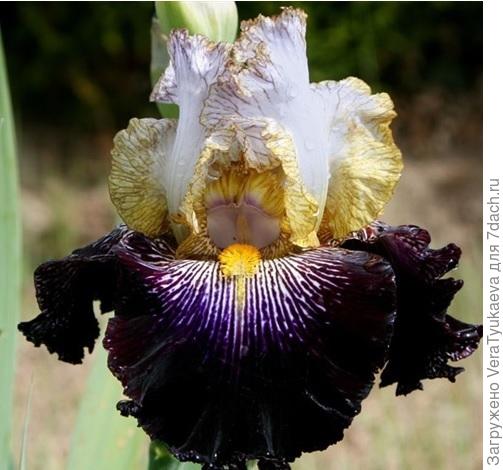 Условия те же, цена саженца 2200 рублей.