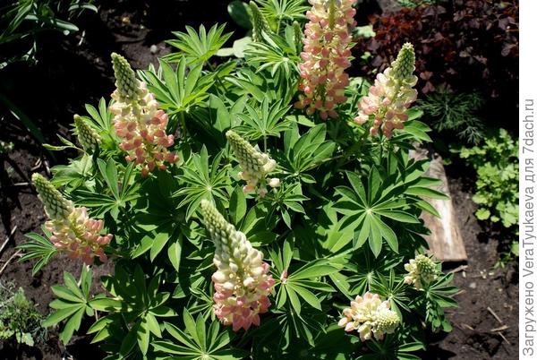 Этот был самым любимым.