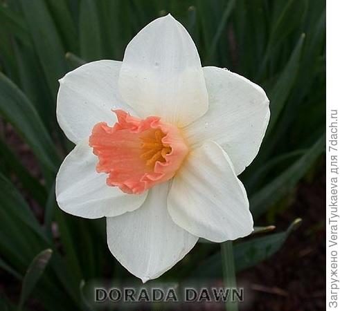 Дорада Даун.