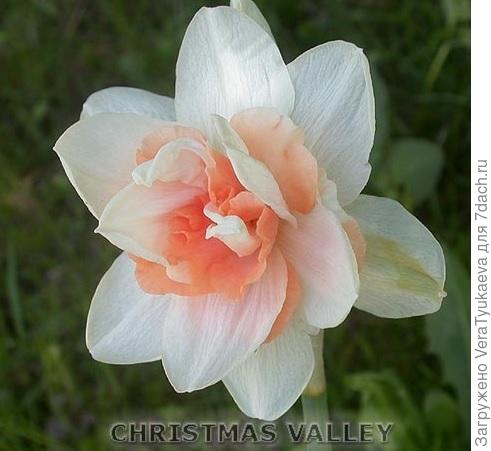 Кристмас Валей.