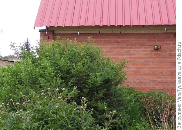 Форзиция на фоне стены дома.