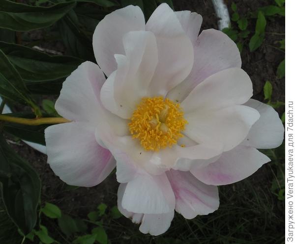 Стая бабочек, вид сверху.