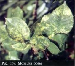 Мозаика розы. Фотография из Атласа Йорданки Станчевой.