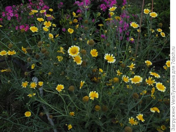 Хризантема Голден.