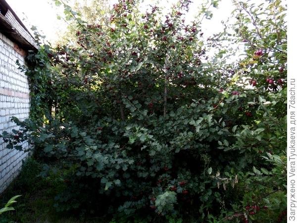 Так выглядит куст боярышника.