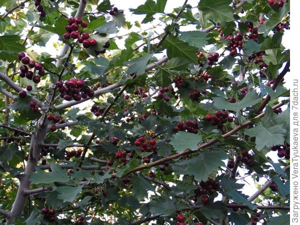 Середина куста.