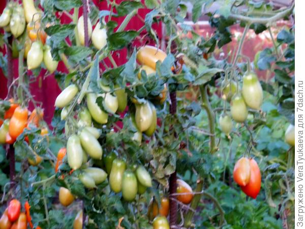 Зеленых плодов еще много.