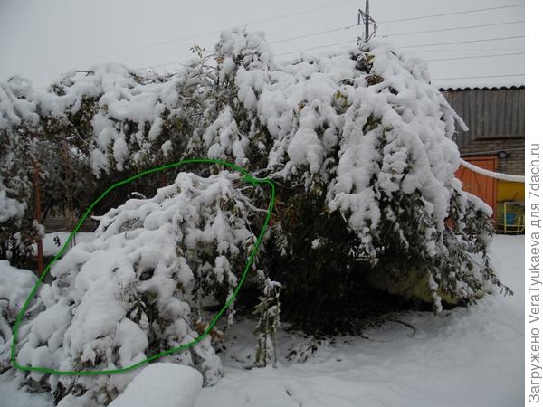 У вишни отломился один ствол.