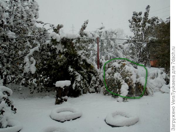 Чубушник сложило вдвое.