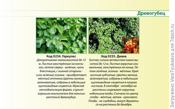 Древогубец.