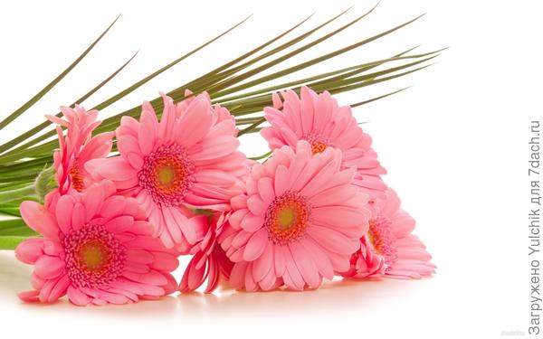 Мои поздравления