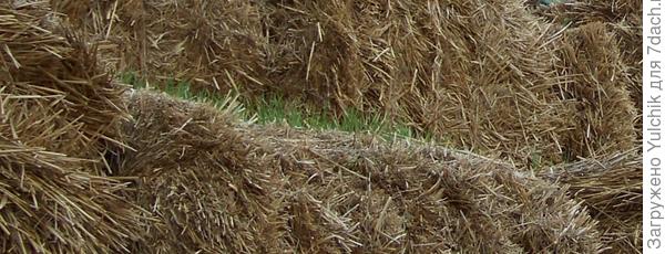 Некоторые тюки соломы "позеленели"