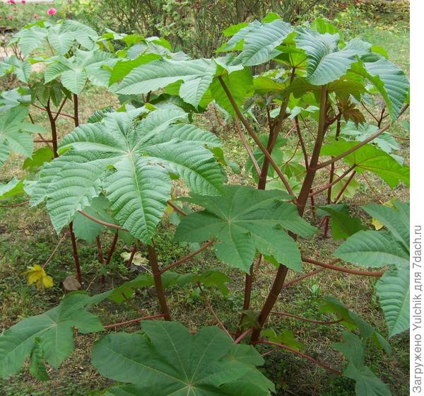 Вот такая клещевина у нас маленькая