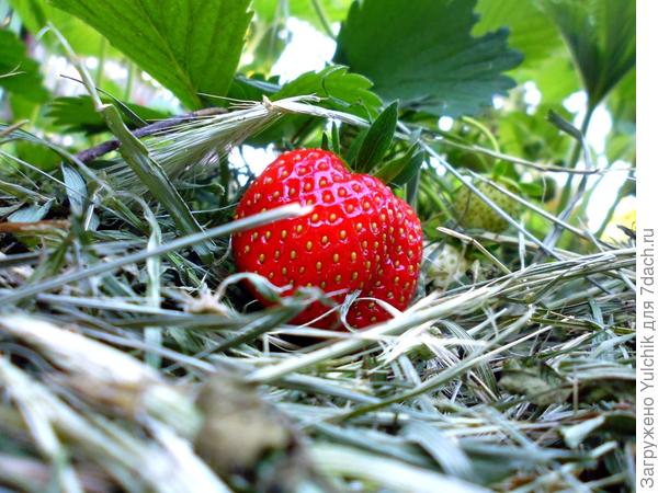 Наша ПЕРВАЯ клубничка!