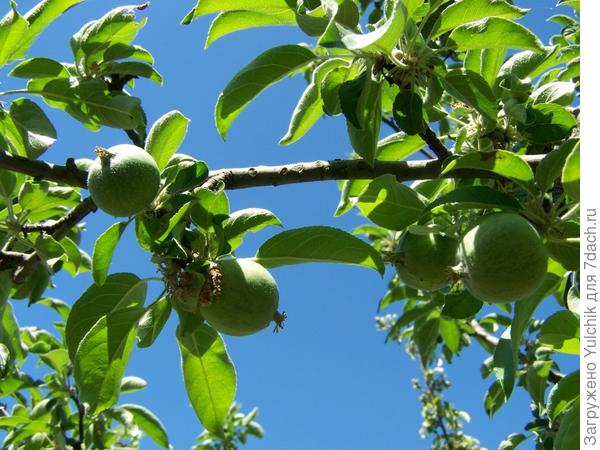 Еще неспелые, но зато красиво))