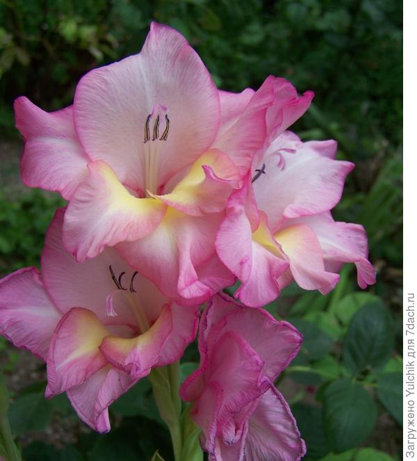 Отцветающий... Очень красивые гладиолусы!!!