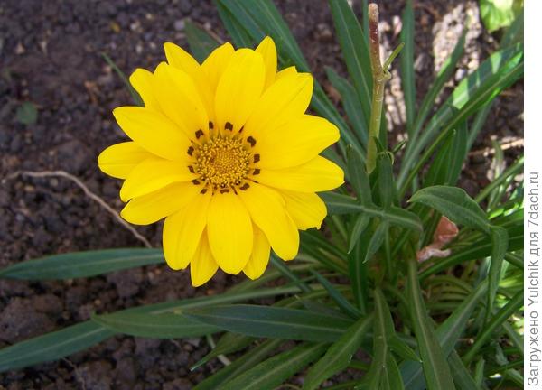 Эта просто как желтое солнышко - без полосочек!