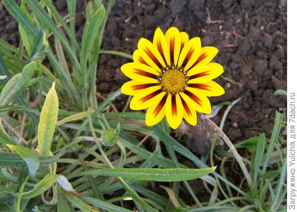 У меня такие красавицы