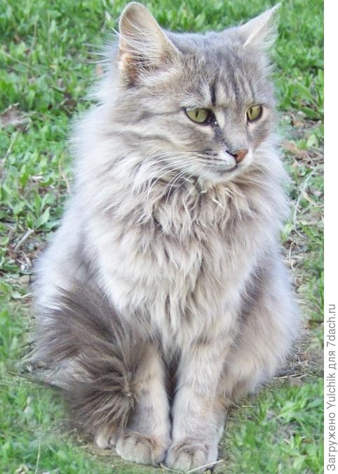 У нас во дворе коты-двойняшки: кот и кошечка - Василий и Мария, но не особо чванливые и на Ваську и Машку отзываются охотно. Это, кажется, Мария...