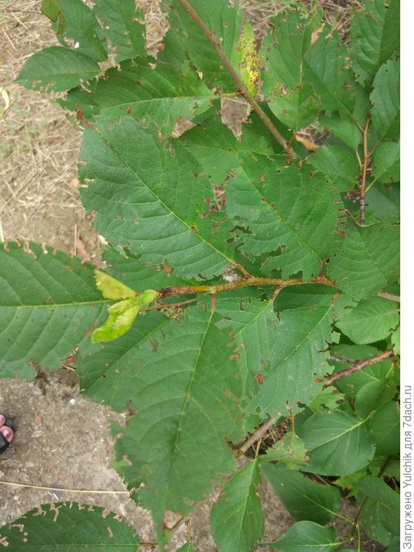 Фигурное вырезывание