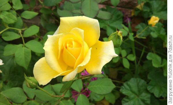 Это вам - с любовью. Спасибо!!!