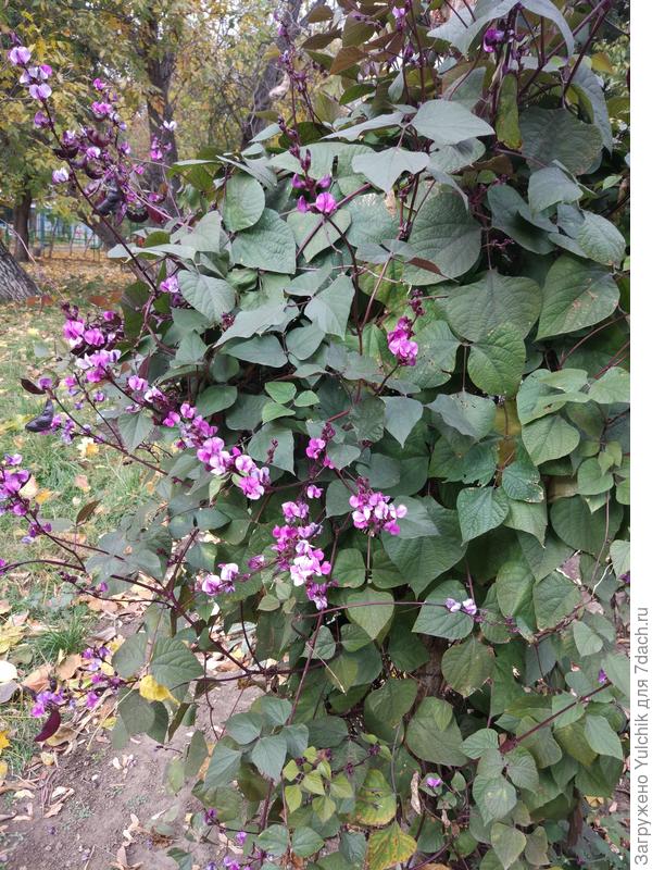 Как называется это растение?