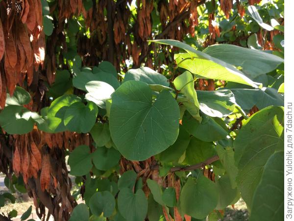 Как называется это интересное дерево?