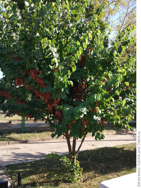 Как называется это интересное дерево?