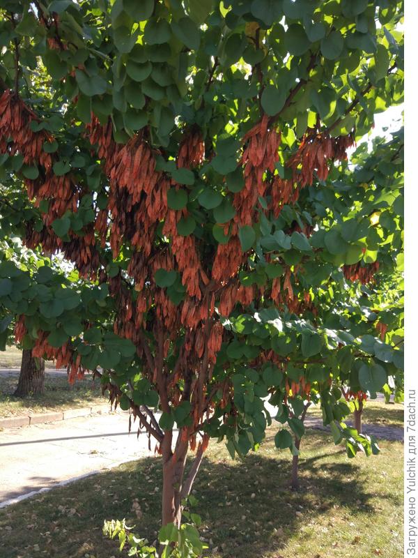 Как называется это интересное дерево?