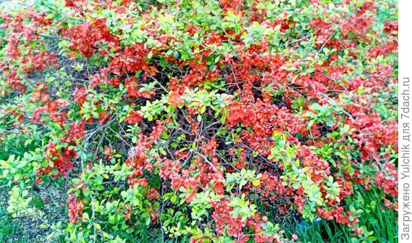 Цветки вблизи