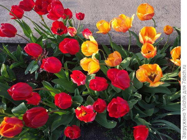 Частичка солнышка и тепла вам от наших солнечных южных тюльпанов