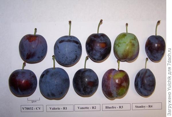 Фото с сайта forum.vinograd.info