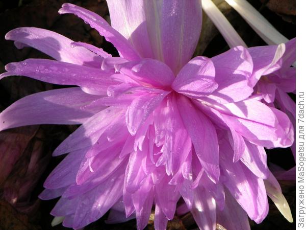 Безвременник великолепный (Colchicum speciosum) - сорт Water Lily