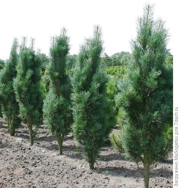 Pinus sylvestris (сосна обыкновенная)