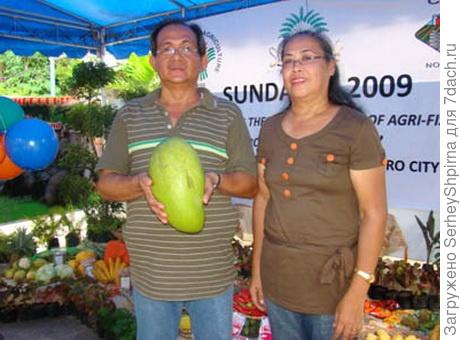 Филиппины вырастили манго-рекордсмена