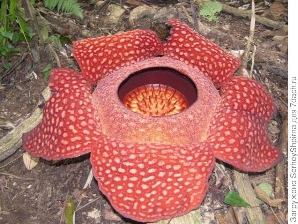 Найден самый большой в мире цветок