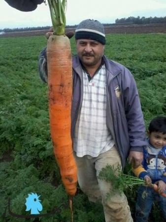 Рекордная морковь.