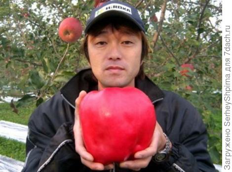 Самое большое яблоко в мире
